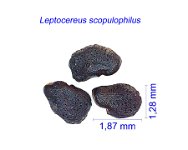 Leptocereus scopulophilus JMA.jpg
